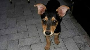 Un hombre ejecutó a una perrita porque le comió el asado