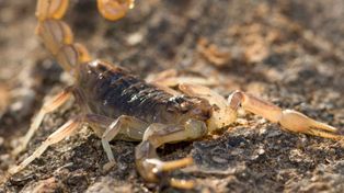 En diciembre ingresaron al Alassia 48 chicos con picaduras de alacranes