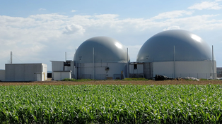 Biogas. El 62% de las plantas argentinas procesa residuos de origen agrícola-ganaderos, como los estiércoles de animales y silaje de maíz.