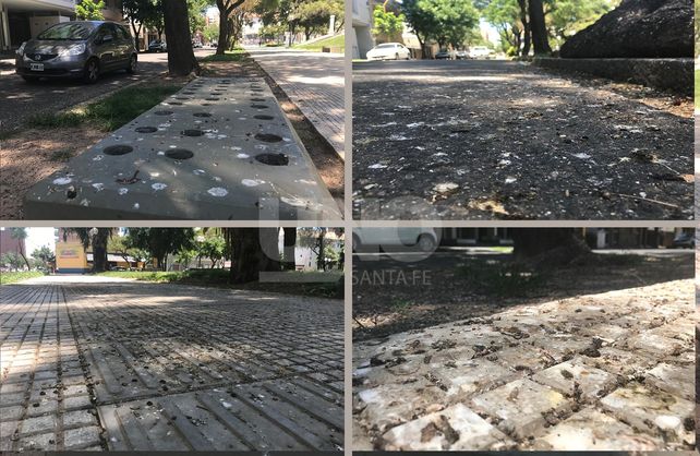 Las palomas regresaron a plaza Constituyentes y arruinan las baldosas del renovado paseo