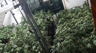 Cómo descubrieron el gran vivero de marihuana que estaba detrás del hospital Cullen