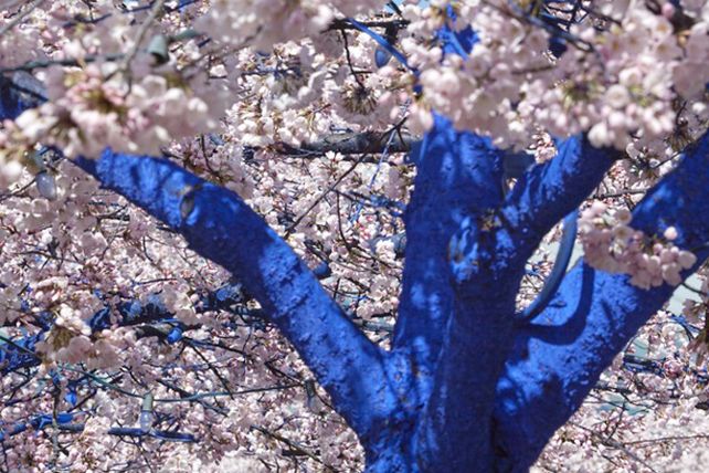 Arte ecológico: los impactantes árboles azules