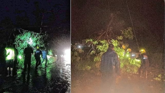 La tormenta causó caída de árboles y voladura de techos
