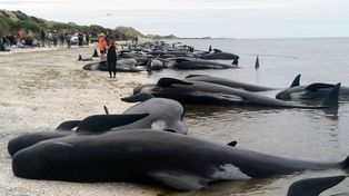 Mortandad de ballenas en el Pacífico de América del Norte