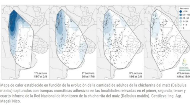 Monitoreo de la chicharrita: baja la presencia de adultos en los campos