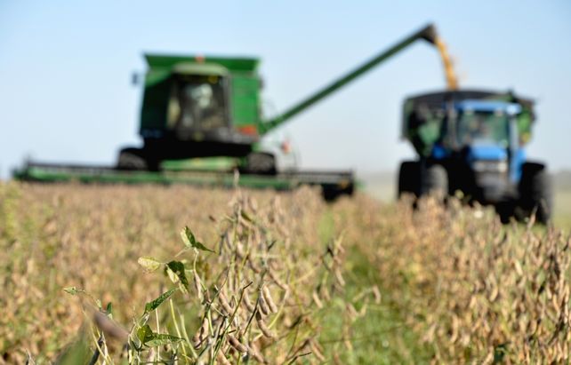 Soja. En la zona núcleo el promedio de rindes de soja de primera llegó a los 40