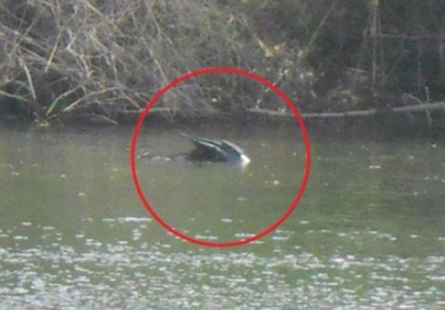 Temor por una extraña criatura en un río de México