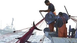 Un tercio de los mares est&aacute; gravemente da&ntilde;ado por la pesca