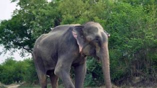 Un elefante llora luego de ser liberado tras permanecer 50 años encadenado en cautiverio