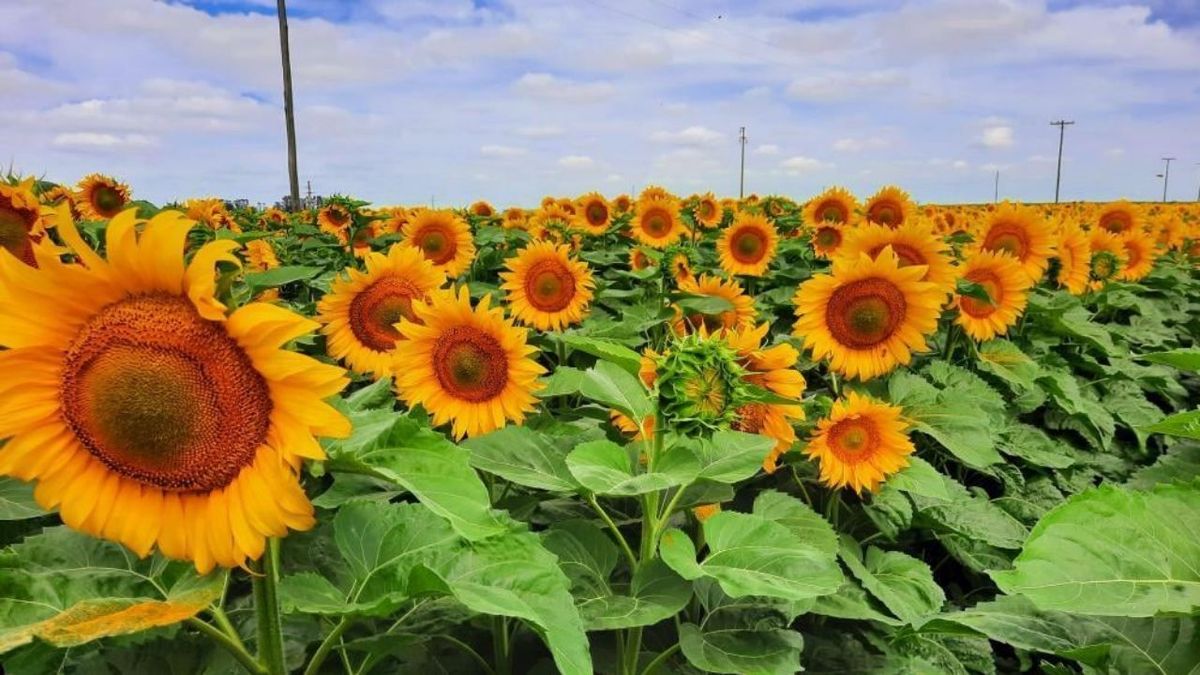 El girasol vuelve a copar la zona núcleo