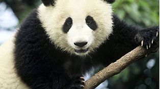 Un oso panda salvaje irrumpi&oacute; en la casa de un granjero chino y le devor&oacute; la comida