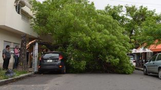 Cayó un árbol de gran porte sobre un auto en Bulevar y Mitre. Mirá las fotos
