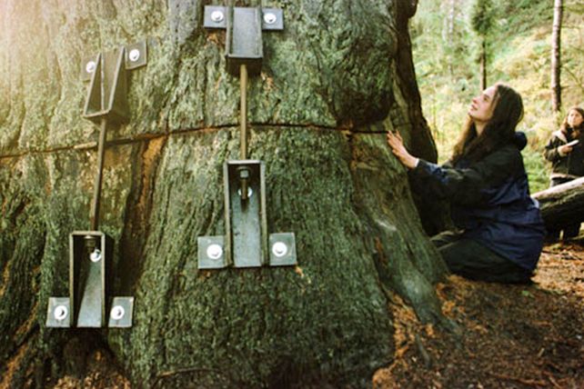 La mujer que subió a un árbol para evitar su tala y no bajó en dos años