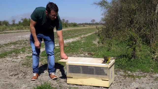 La emocionante liberación de animales en una reserva del norte provincial (VIDEOS)
