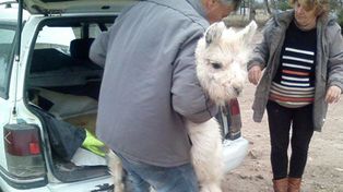 Planeaban traer a Santa Fe dos llamas en el baúl de un auto y los interceptaron