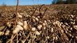 Impulso a la agricultura regenerativa con tonada cordobesa