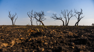 Cientos de miles de hectáreas del Delta del Paraná fueron arrasadas entre 2020 y 2022 por los incendios en las islas entrerrianas.