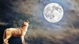 Luna de lobo