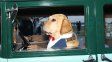 La historia de Sasha, el perro que pasea en autos antiguos por Rosario