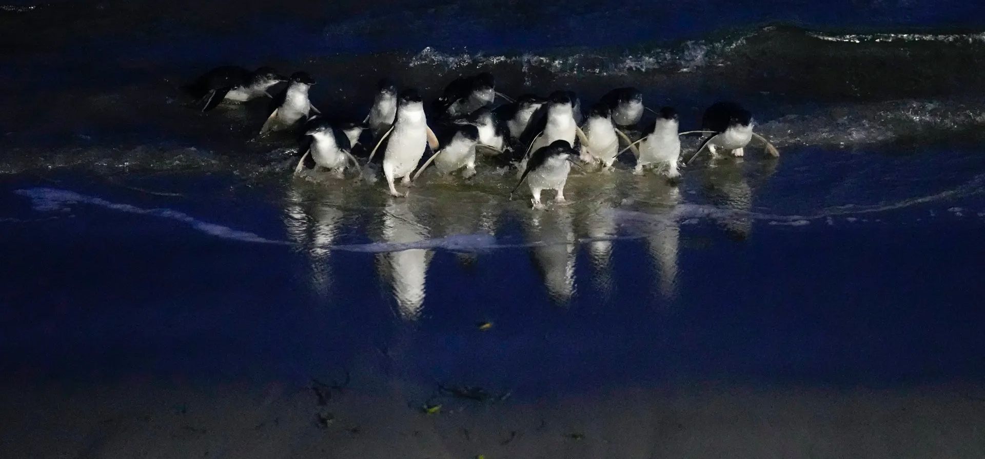 Dunedin, Nueva Zelanda. Los pequeños pingüinos azules, también conocidos por su nombre maorí korora, salen del mar en el Royal Albatross Centre, un santuario de vida silvestre en Harington Point. Fotografía: Alessandra Tarantino/AP Dunedin, Nueva Zelanda. Los pequeños pingüinos azules, también conocidos por su nombre maorí korora, salen del mar en el Royal Albatross Centre, un santuario de vida silvestre en Harington Point. Fotografía: Alessandra Tarantino/AP