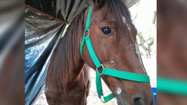 Proteccionistas de Paraná rescataron una yegua que era utilizada para tirar un carro. El animal apenas podía caminar por las heridas