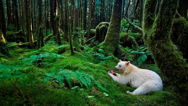 National Geographic presentó sus mejores fotografías de vida salvaje
