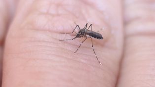Invasión de mosquitos en la ciudad: cuáles son los síntomas del dengue y cómo prevenirlo
