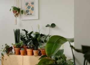 Verde en invierno: 11 plantas de fáciles cuidados para adornar un departamento