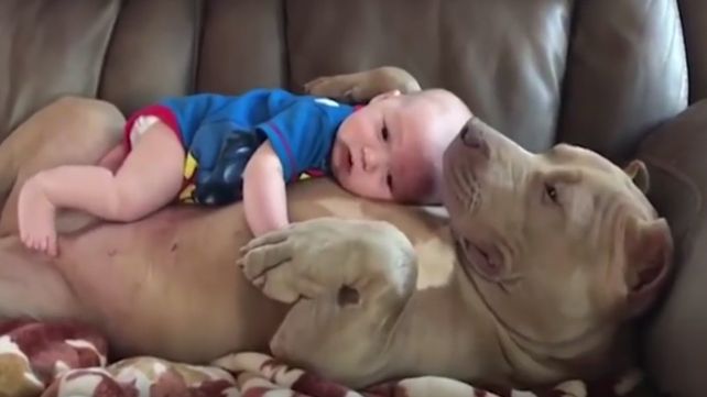 Enternecedor video de la perra que adoptó a un bebé