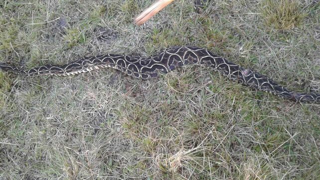Entre Ríos: hallaron una yarará de casi dos metros en una chacra