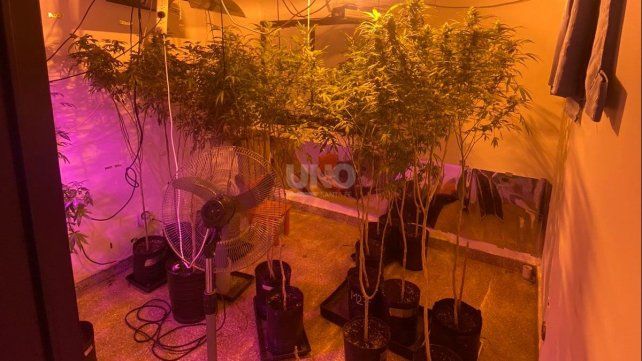 Secuestro de marihuana luego de los allanamientos por la detención de delincuentes que robaron autos en el centro de la ciudad&nbsp;