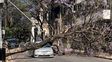 Un árbol cayó sobre un auto en el centro: se salvaron de milagro dos mujeres