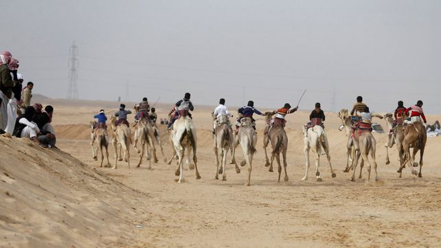 Carreras de camellos en el desierto de Egipto