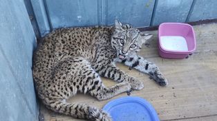 El ejemplar de gato montés rescatado de una vivienda de la localidad de Los Nogales.&nbsp;