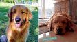 Homero era uno de los 15 perros envenenados en Magdalena