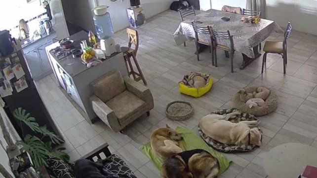 Mascotas consentidas: un mercado que no para de crecer
