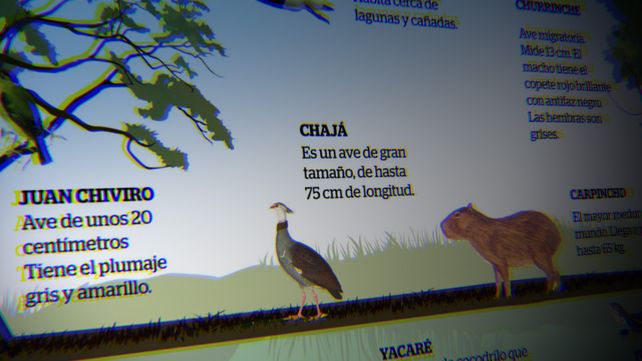 La flora y la fauna, primeras víctimas de las quemas