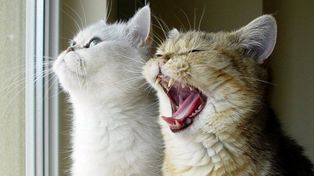 Un estudio revela el dialecto de los gatos para comunicarse con los humanos