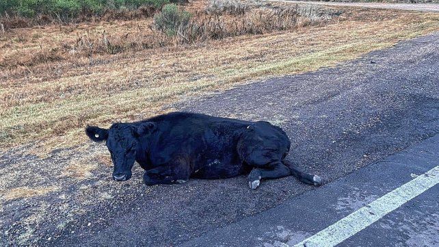 Accidentes: una camioneta embistió una vaca y un auto despistó por un charco