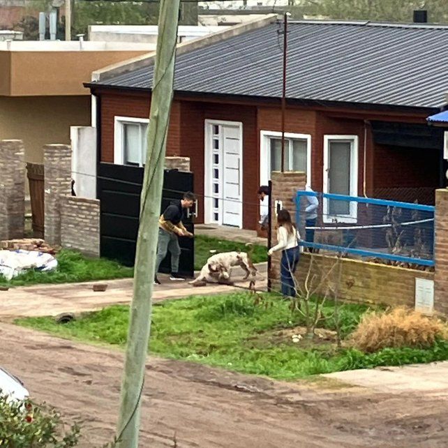 Vecinos intentan salvar a un caniche