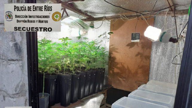 El imputado tenái 480 plantas de marihuana&nbsp; en su casa de Paraná