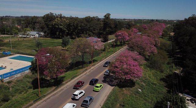 árboles santa fe
