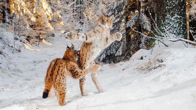 Las imágenes que concursan por el premio al Fotógrafo de Vida Silvestre 2018