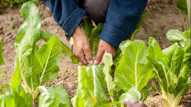 El INTA Santa Fe realiza un censo provincial hortícola