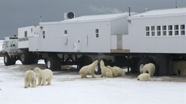 Una familia de osos polares tiene sitiados desde hace dos semanas a un grupo de científicos en el Artico. &nbsp;