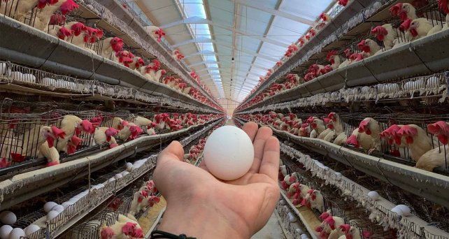 El consumo de huevos&nbsp; creció 5