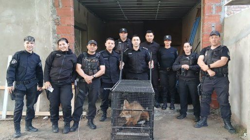 Sorpresa en la obra: hallaron un aguará guazú adentro de una habitación en construcción