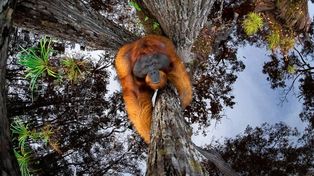 Imágenes ganadoras del World Nature Photography Awards 2020