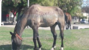 Como un auto. El caballo fue expuesto en el paseo ubicado en la zona oeste de Paraná.