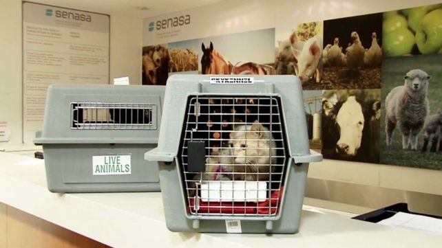 Aumenta en Santa Fe el pedido de certificados para viajar con mascotas al exterior